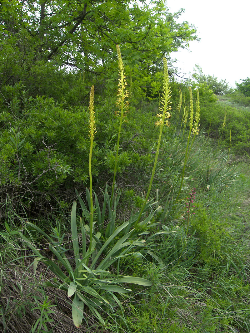 Image of Eremurus spectabilis specimen.