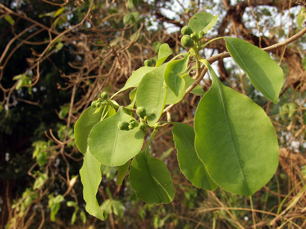 Image of Gymnosporia montana specimen.