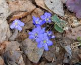 Hepatica nobilis. Цветки. Ленинградская обл., Кингисеппский р-н, в 5,5км севернее дер. Куровицы, залесенный склон южной экспозиции. 05.04.2017.