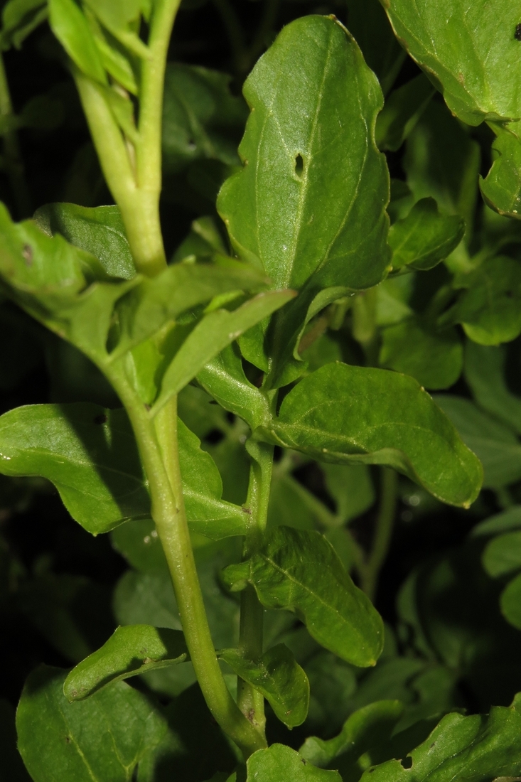 Image of Cardamine amara specimen.