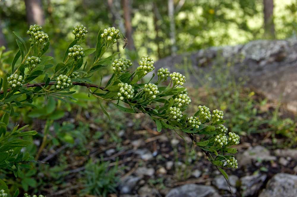 Изображение особи Spiraea crenata.