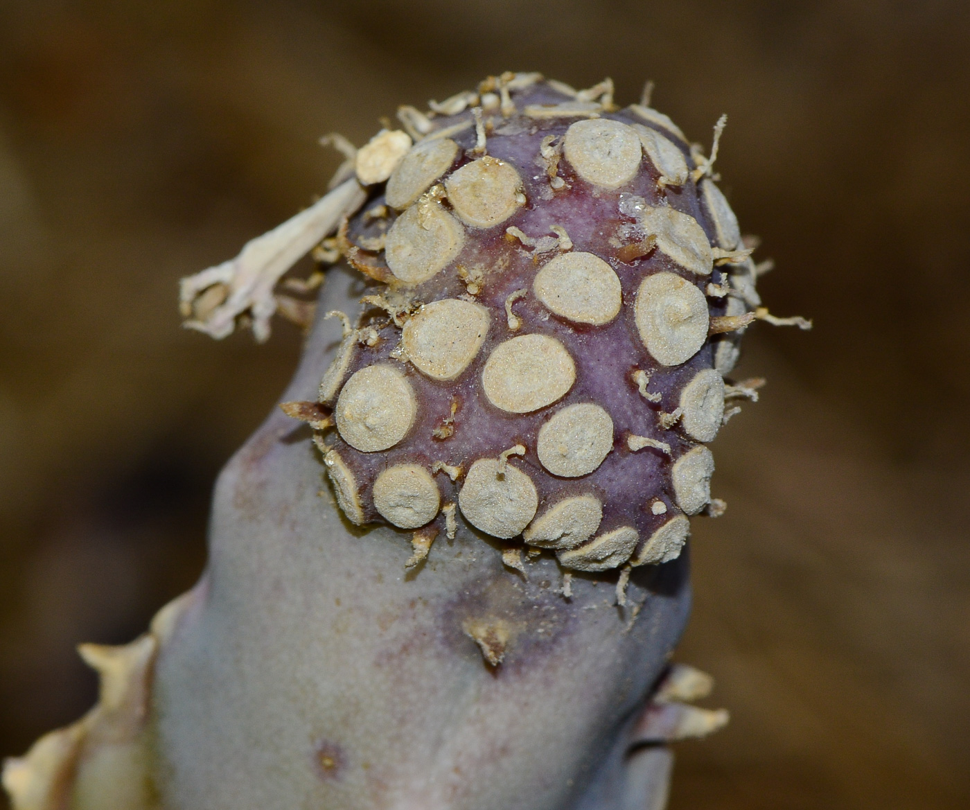 Image of Desmidorchis speciosa specimen.