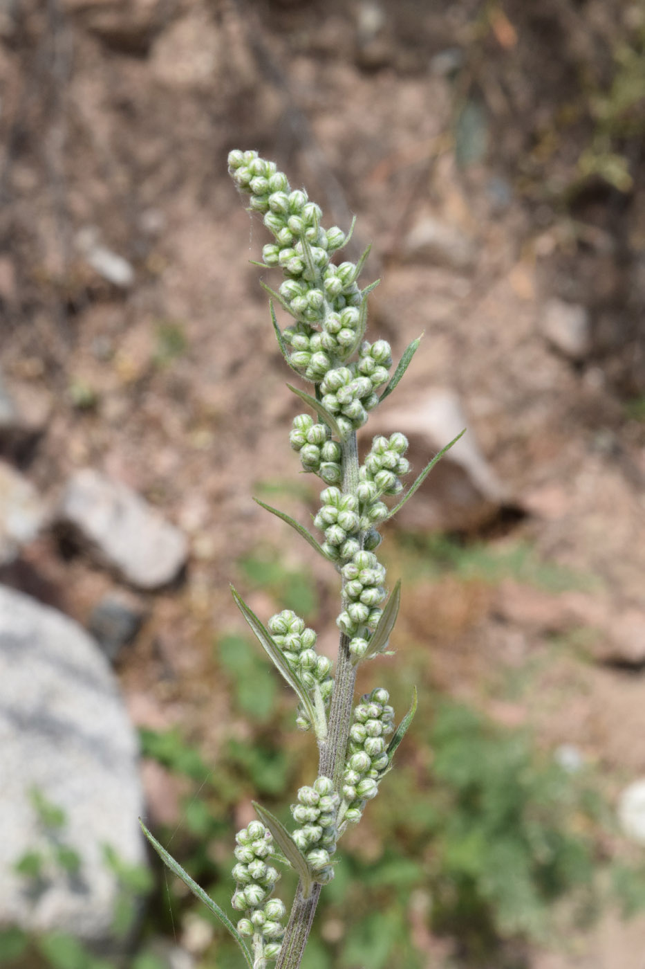 Изображение особи Artemisia vulgaris.