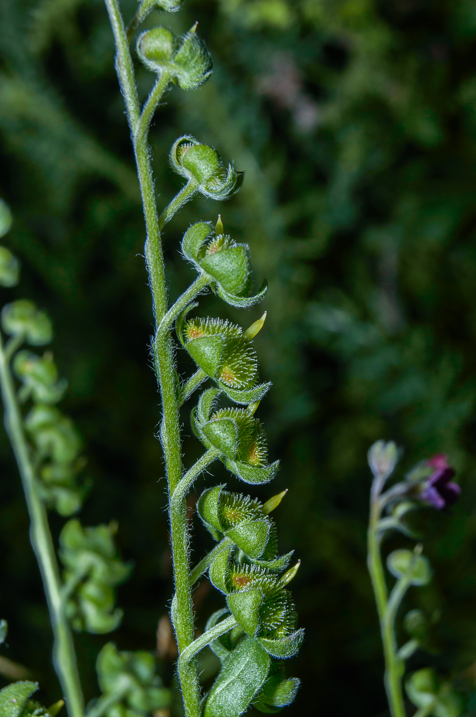 Изображение особи Cynoglossum officinale.