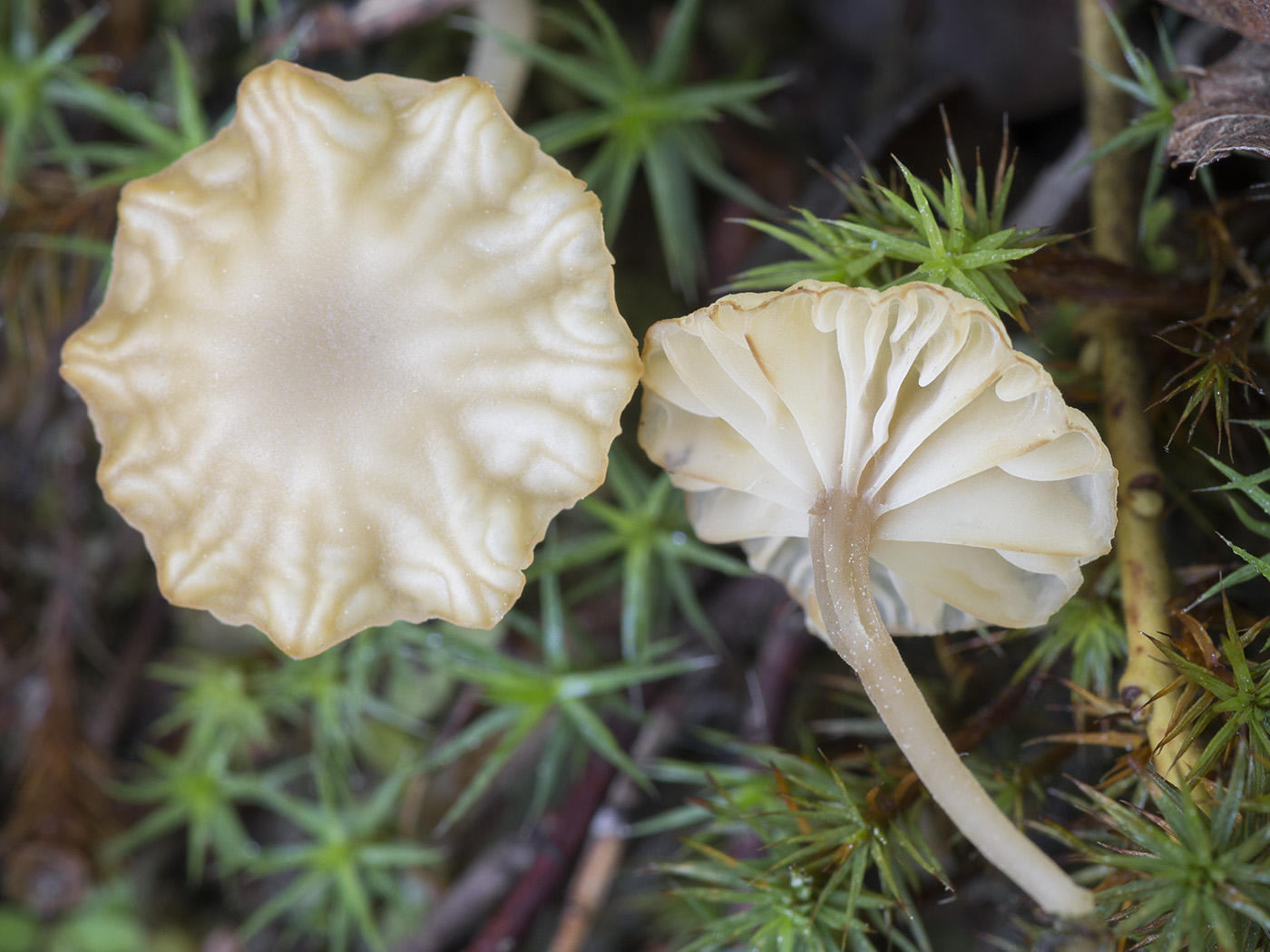 Image of Lichenomphalia umbellifera specimen.