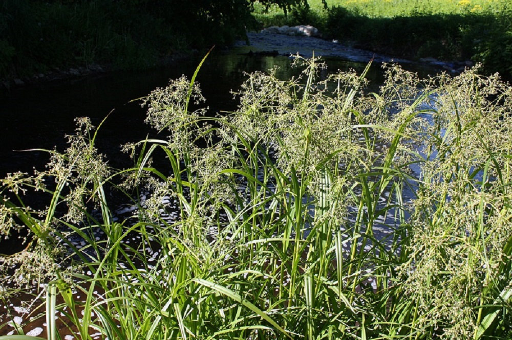 Image of Scirpus sylvaticus specimen.