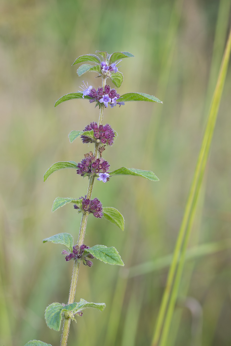 Image of Mentha arvensis specimen.