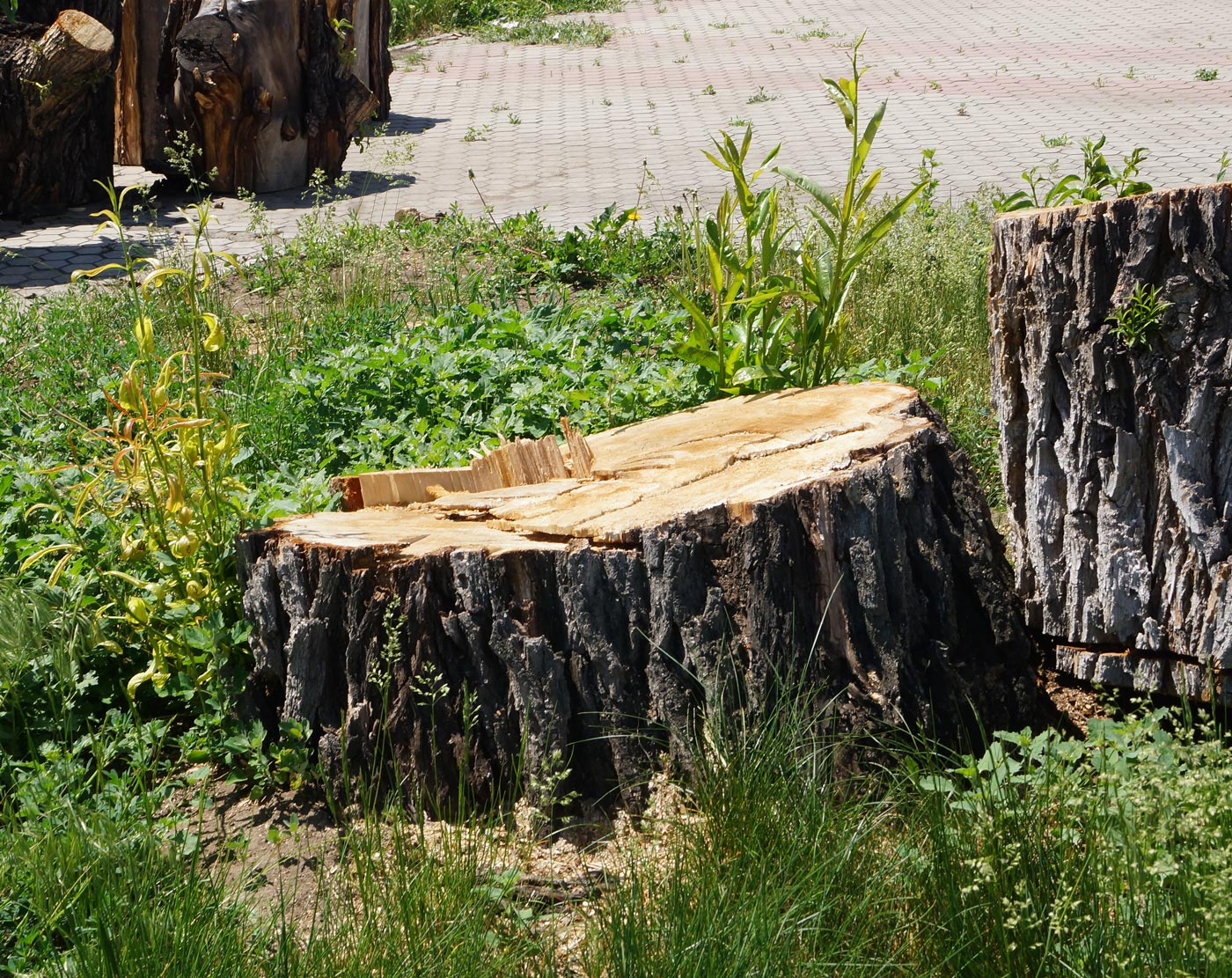 Image of Salix excelsa specimen.