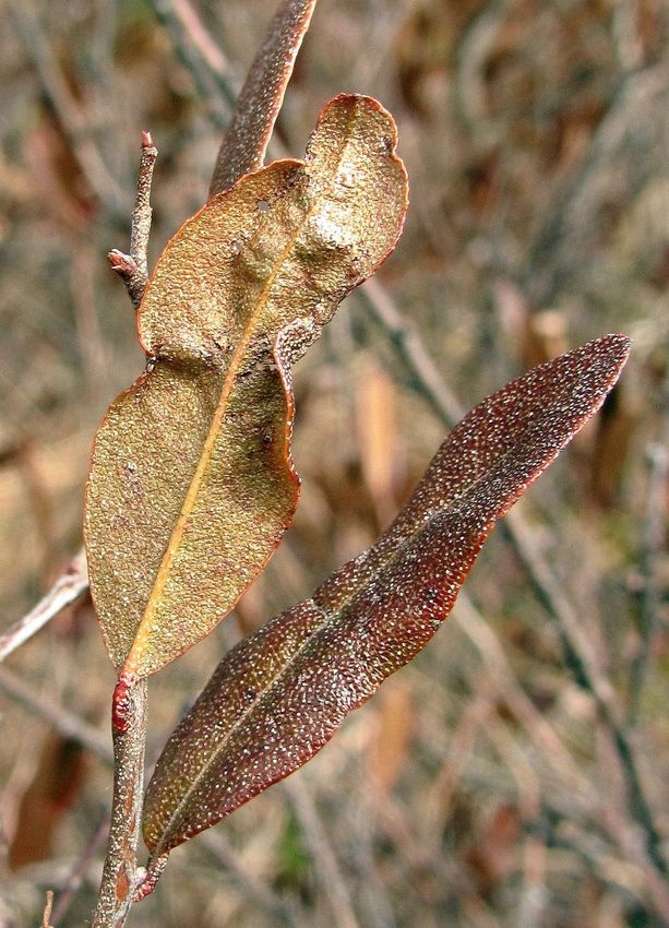 Изображение особи Chamaedaphne calyculata.