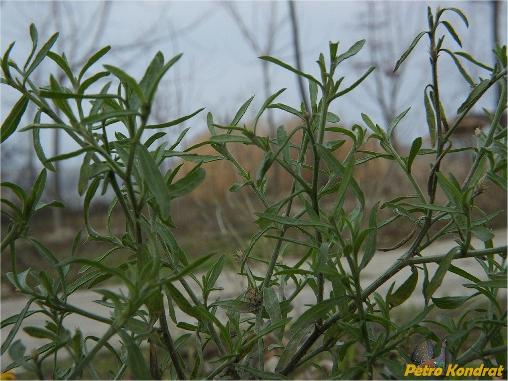 Изображение особи Centaurea diffusa.