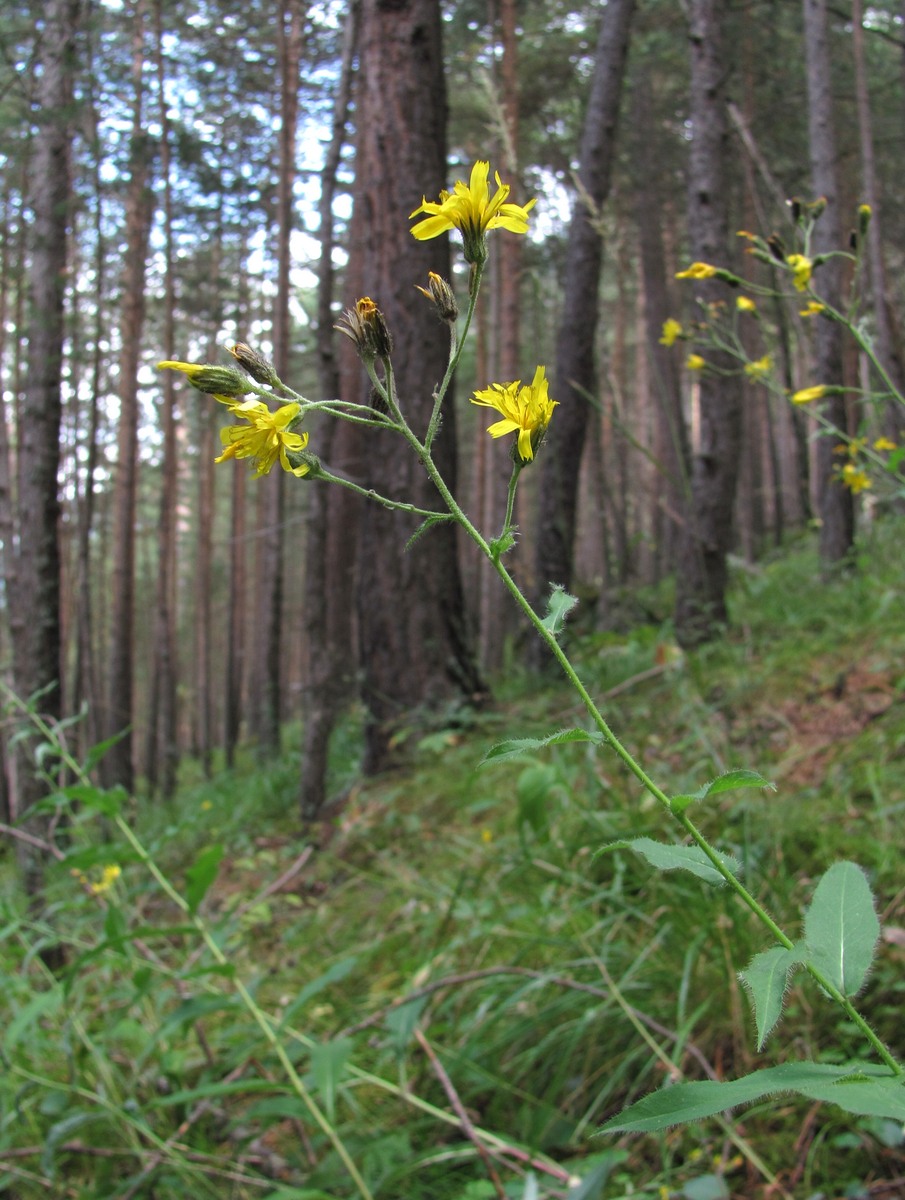 Изображение особи род Hieracium.