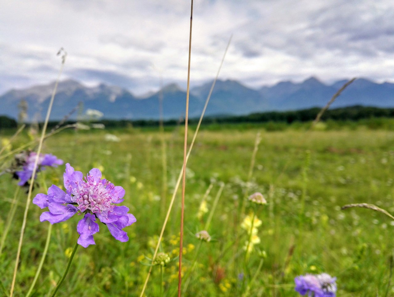 Image of Scabiosa comosa specimen.