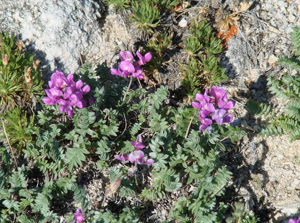 Изображение особи Oxytropis coerulea.