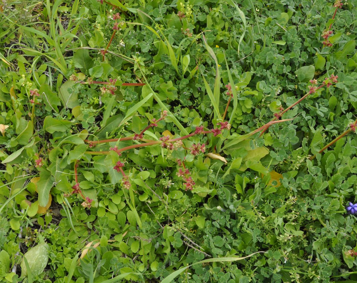 Image of Rumex spinosus specimen.