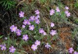 Phlox sibirica