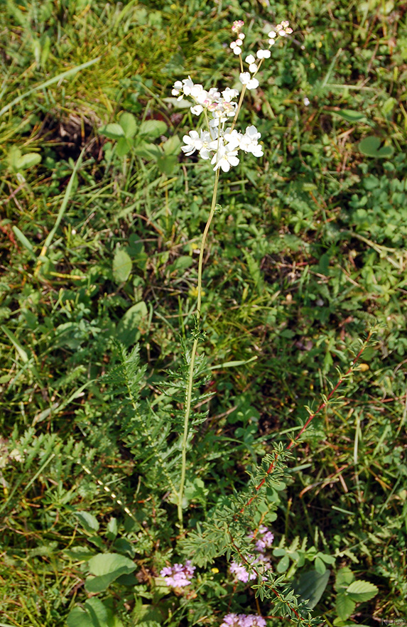 Image of Filipendula vulgaris specimen.