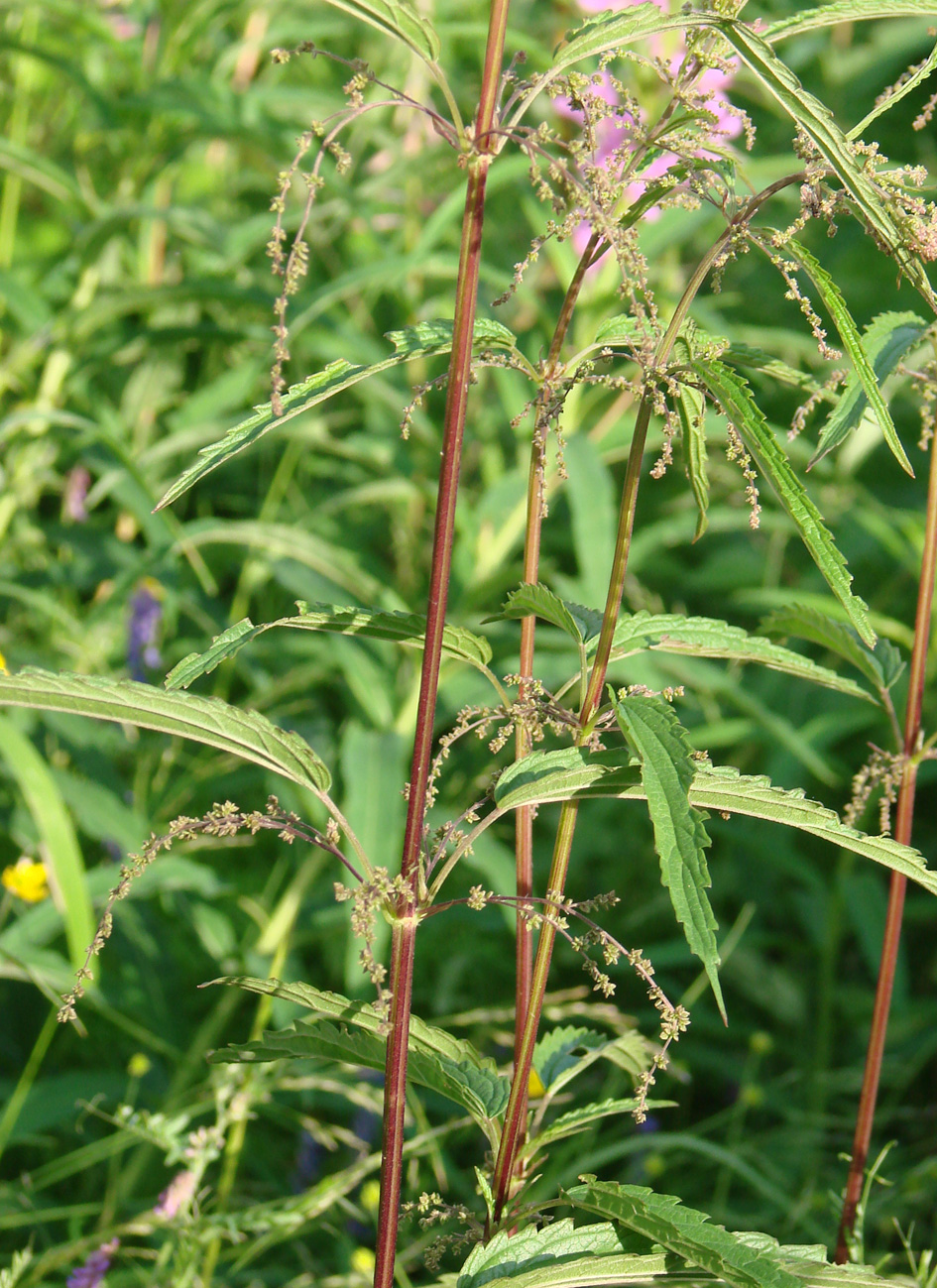 Изображение особи Urtica angustifolia.