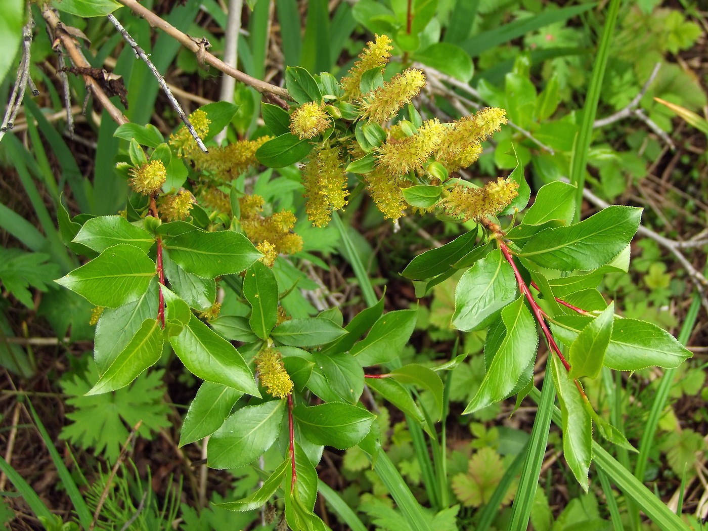 Image of Salix pseudopentandra specimen.