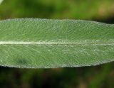 Trifolium alpestre. Опушение на нижней стороне листочка. Украина, Киевская обл., Вышгородский р-н, севернее с. Лебедевка, сосновый лес между Киевским водохранилищем и дренажным каналом. 23 мая 2010 г.