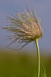 Pulsatilla turczaninovii. Верхушка побега с плодом. Красноярский край, окр. Красноярска. 2 июня 2010 г.