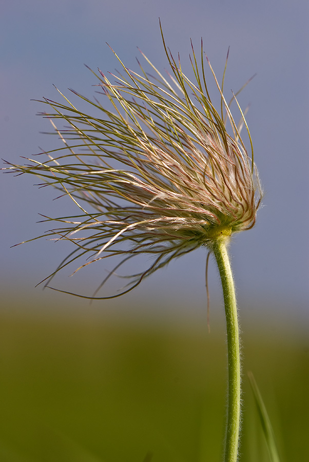 Image of Pulsatilla turczaninovii specimen.