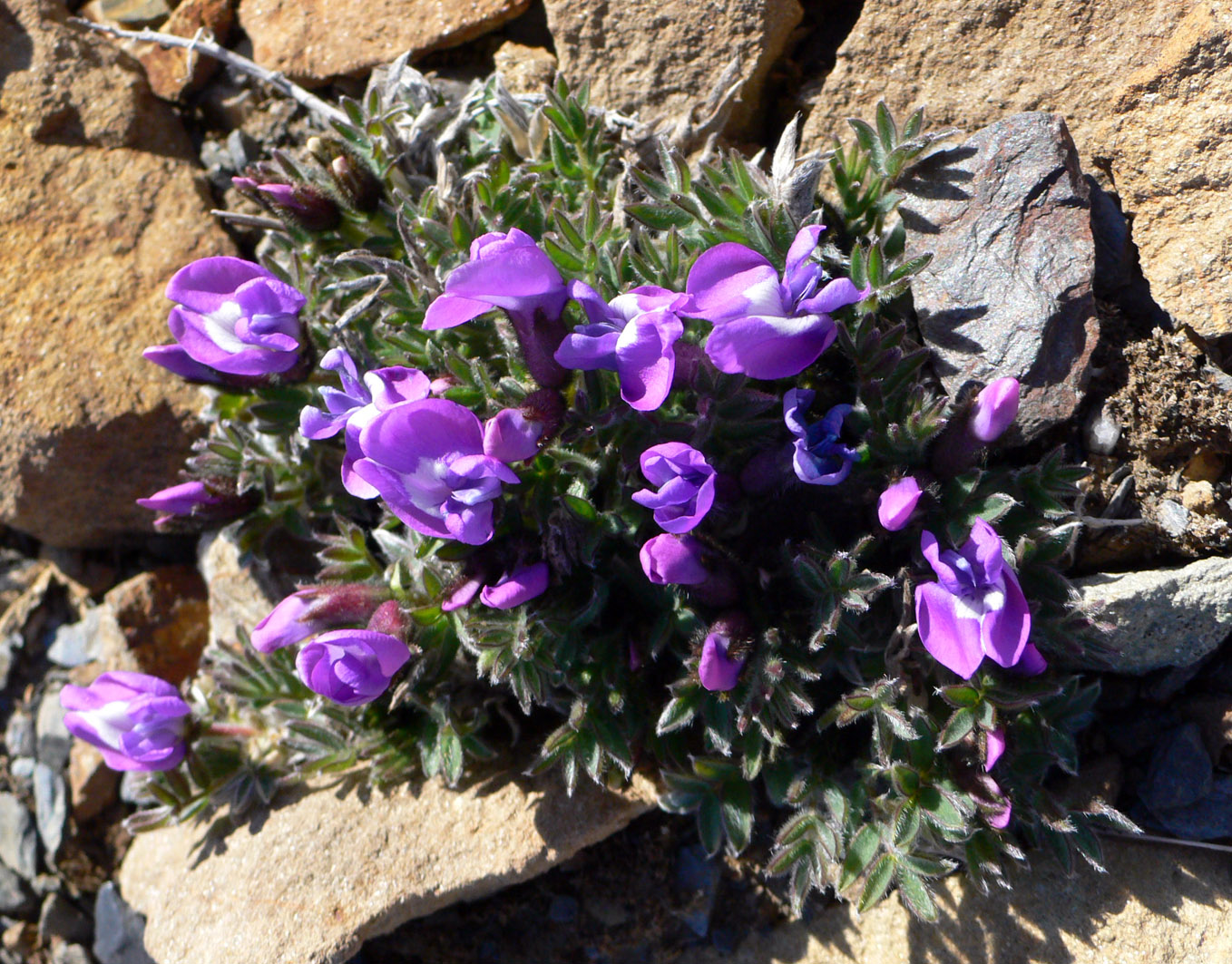 Image of Oxytropis nigrescens specimen.