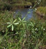 Galium uliginosum. Часть цветущего побега. Магаданская обл., окр. г. Магадан, ост. \"Аммональная\", в разнотравье около р. Балахапчан. 28.08.2018.