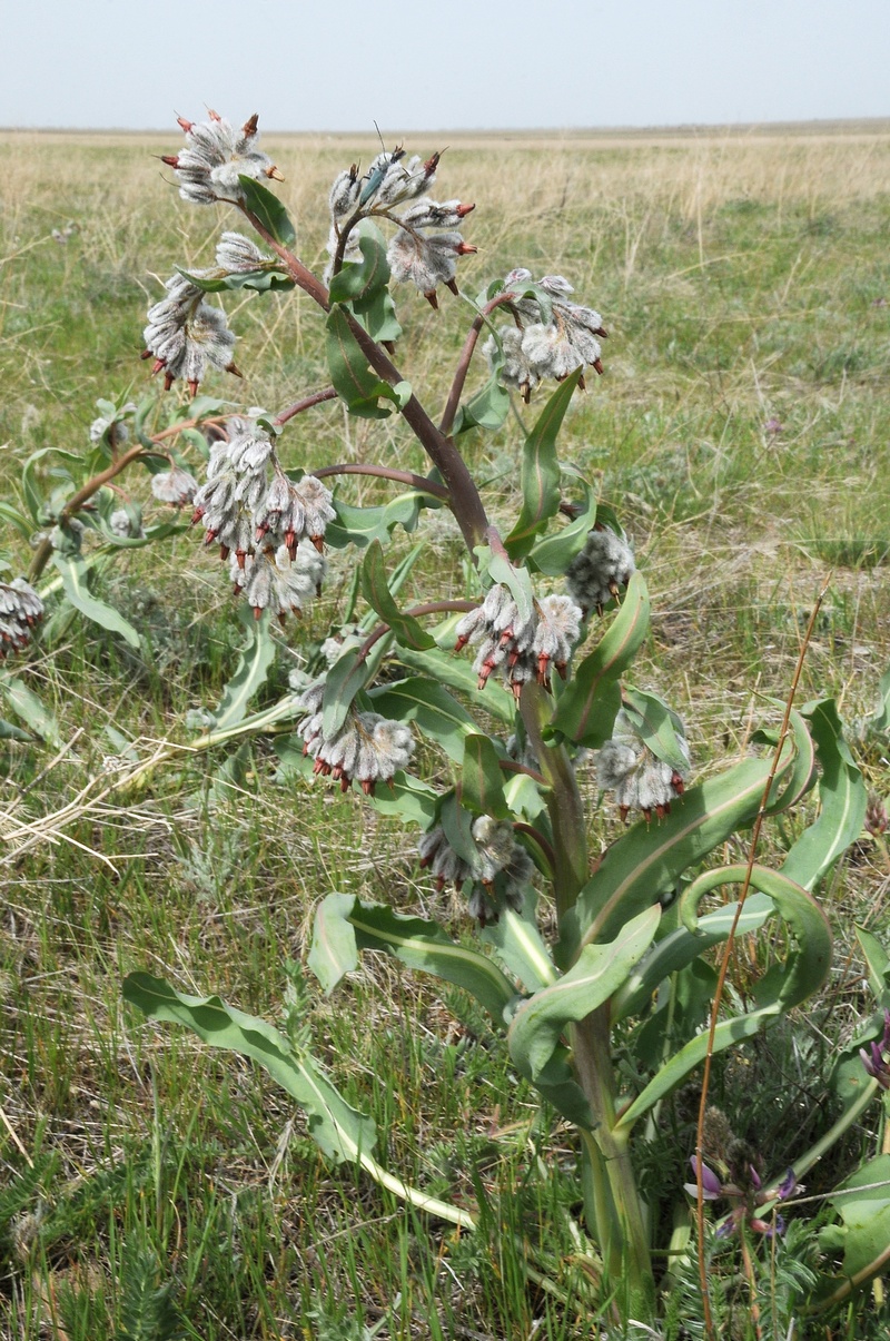 Image of Rindera echinata specimen.