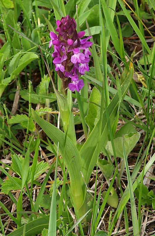 Image of Dactylorhiza urvilleana specimen.