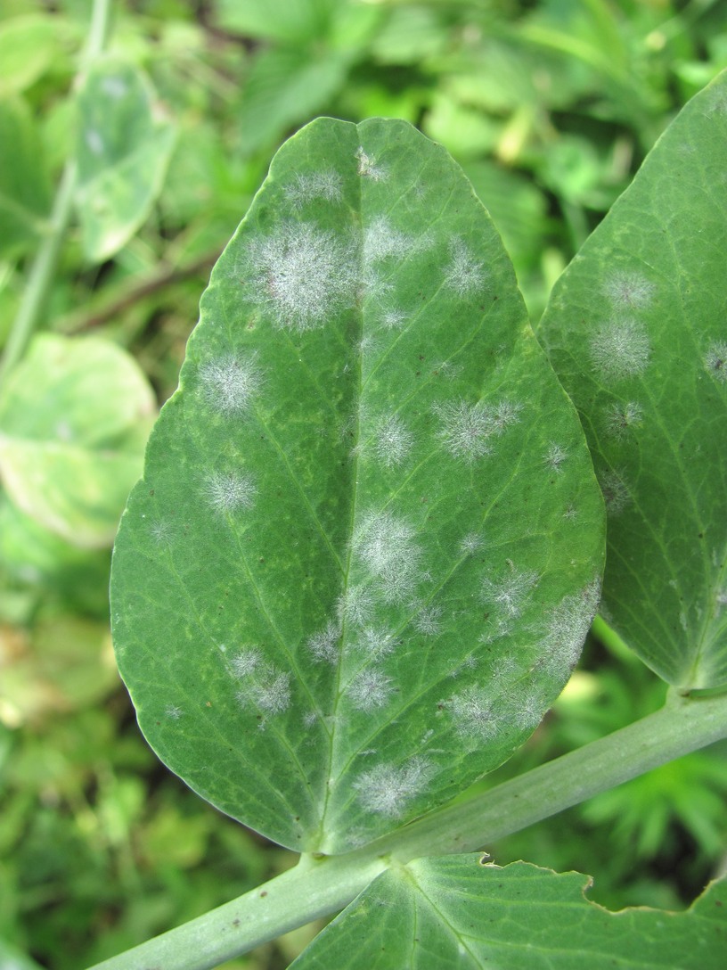 Image of Pisum sativum specimen.