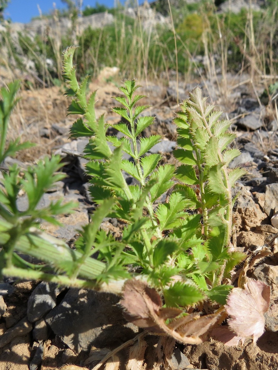 Image of Oedibasis apiculata specimen.