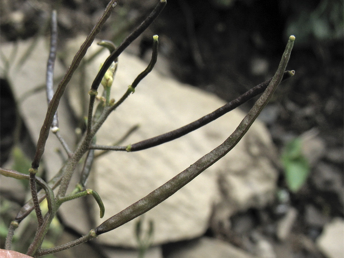 Image of Arabis alpina specimen.