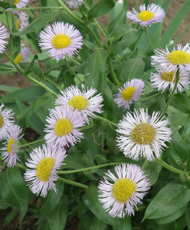 Изображение особи Erigeron speciosus.