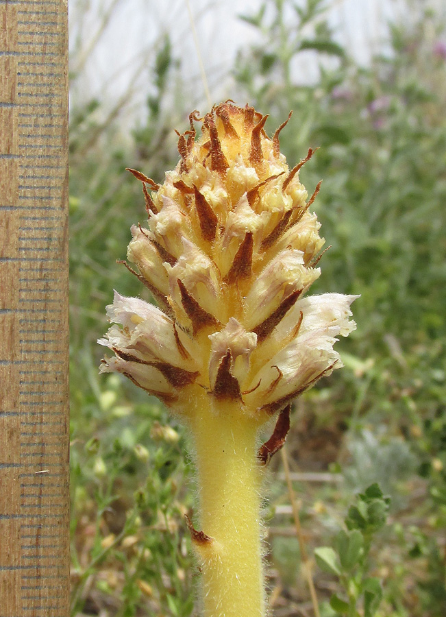 Image of Orobanche minor specimen.