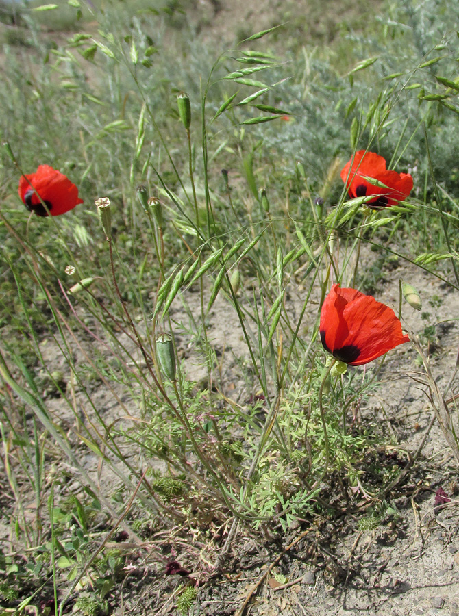 Image of genus Papaver specimen.