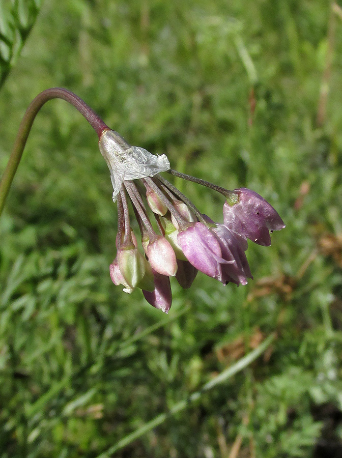 Изображение особи Allium rubens.