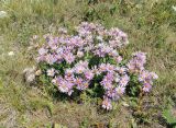 Aster ibericus