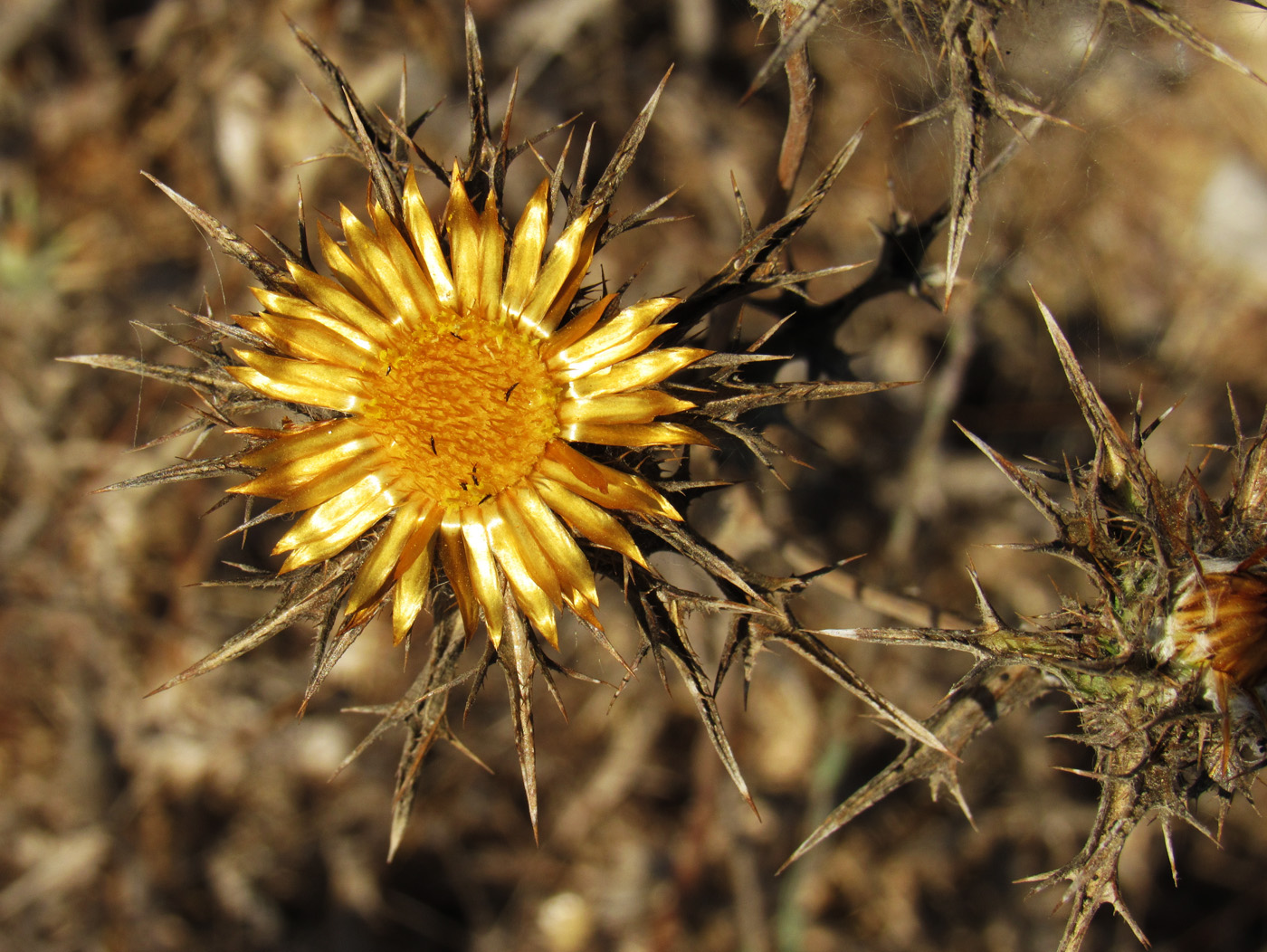 Image of Carlina corymbosa specimen.