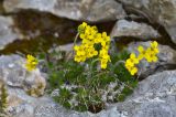 Draba bruniifolia