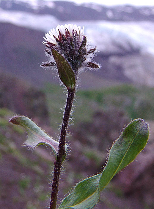 Image of Erigeron uniflorus specimen.