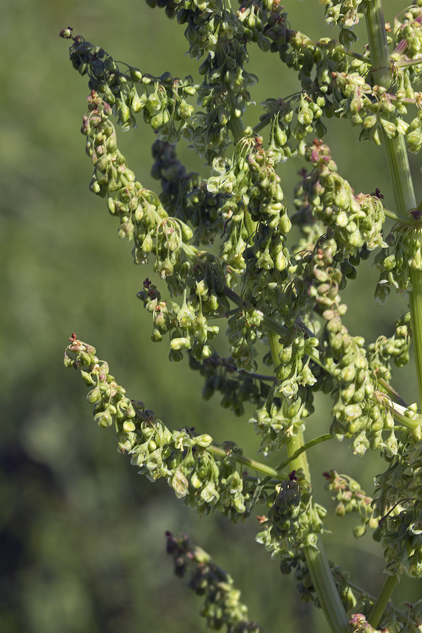 Изображение особи Rumex gmelinii.