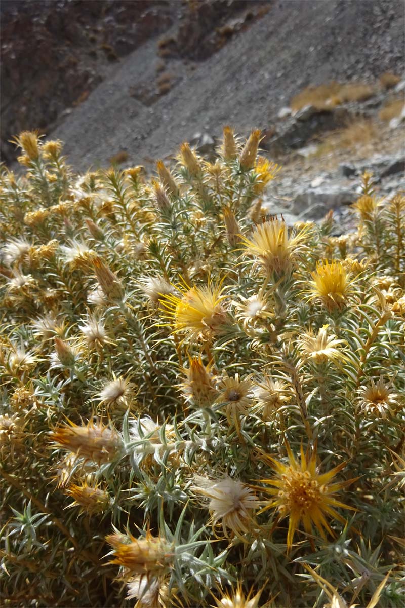 Изображение особи Chuquiraga atacamensis.