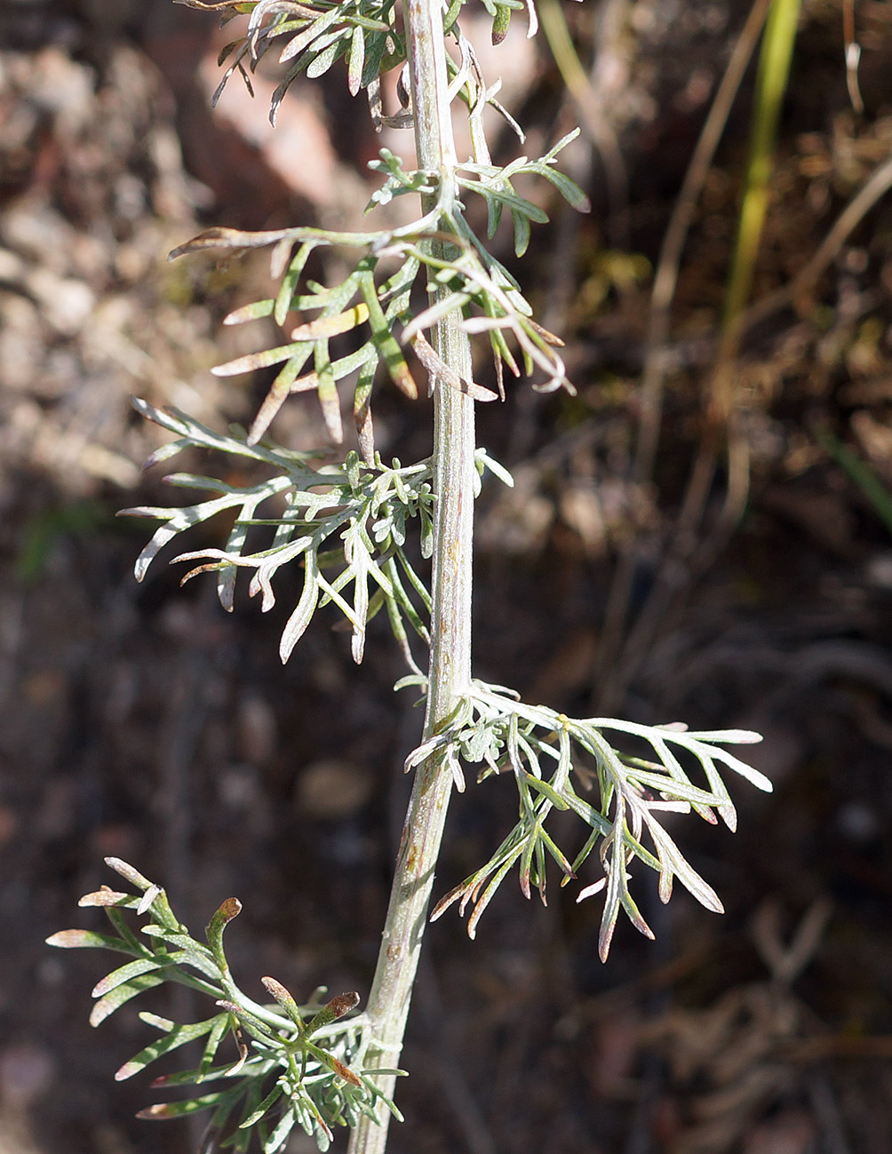 Image of Ajania fastigiata specimen.