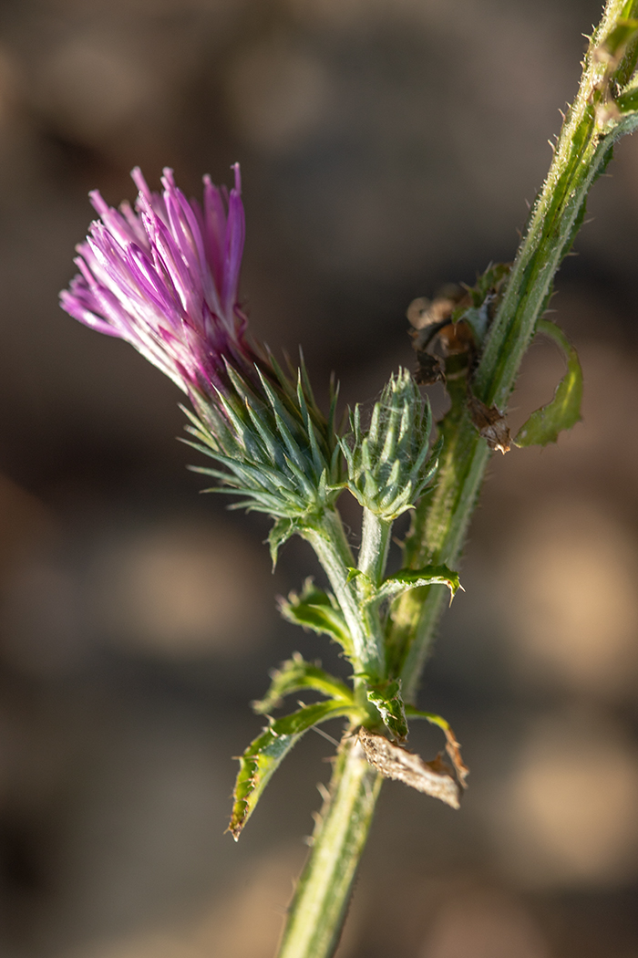 Image of genus Carduus specimen.