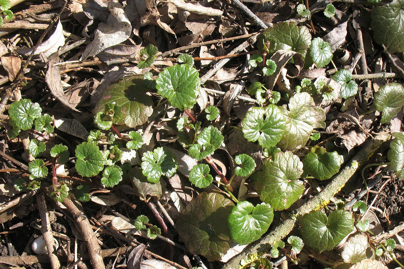 Изображение особи Glechoma hederacea.