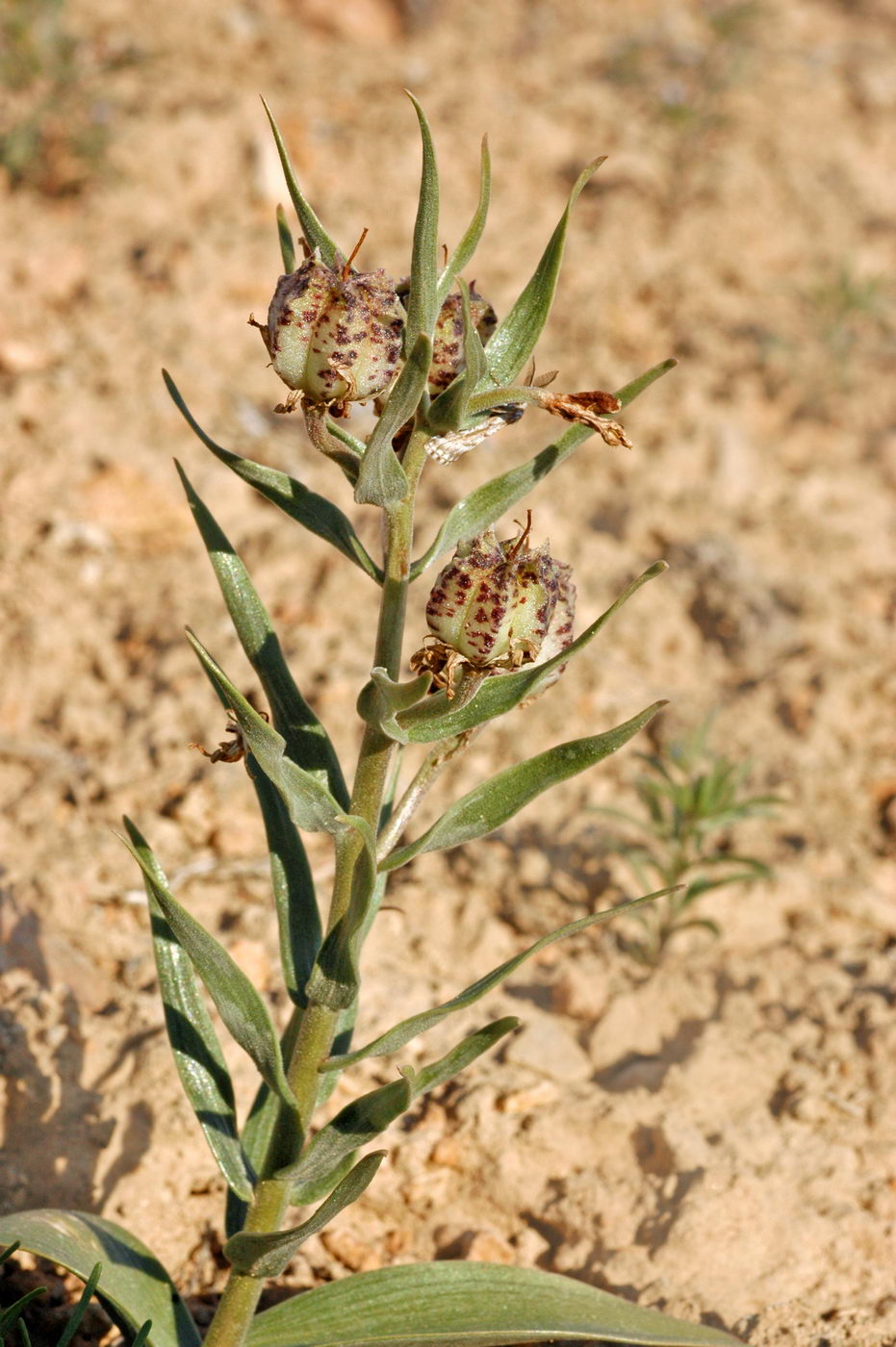 Image of Rhinopetalum karelinii specimen.