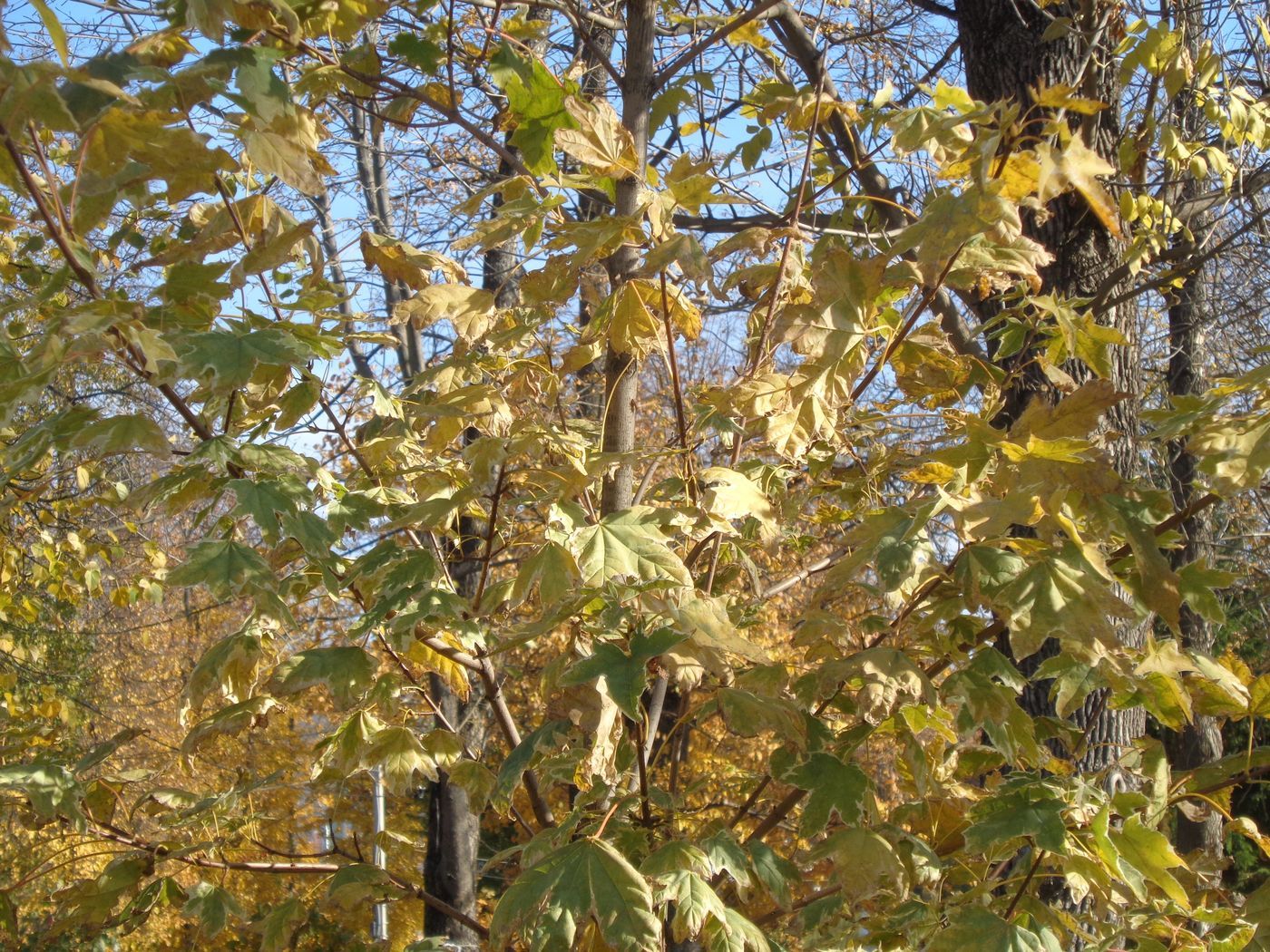 Image of Acer platanoides specimen.