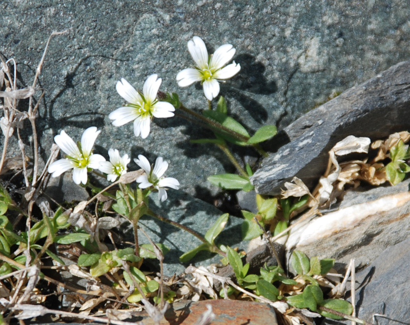 Изображение особи Cerastium pusillum.