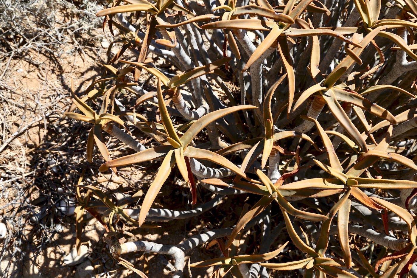 Image of Aloidendron ramosissimum specimen.