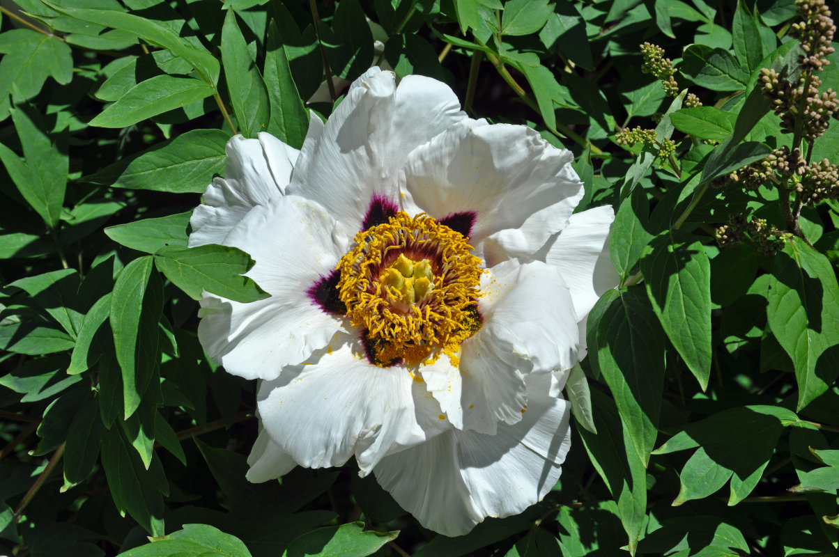 Image of Paeonia suffruticosa specimen.